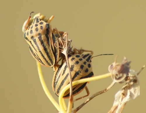 Semipunctated Shield Bug