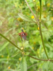 Apiomerus erythromelas