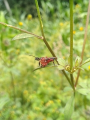 Apiomerus erythromelas