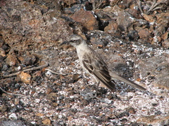 Mimus parvulus bauri