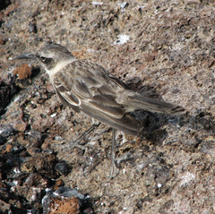 Mimus parvulus bauri