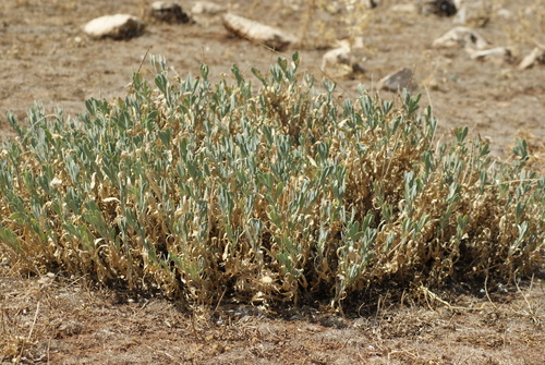 Hertia cheirifolia image