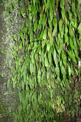 Loxogramme dictyopteris