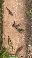 Salvator merianae
