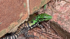 Salvator merianae