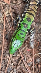 Salvator merianae