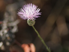 Mantisalca salmantica