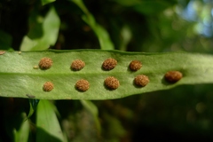 Loxogramme dictyopteris