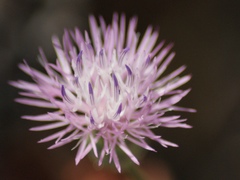 Mantisalca salmantica