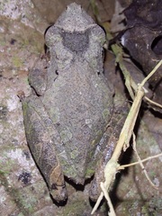 Scinax rostratus