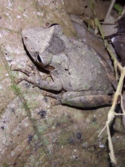 Scinax rostratus