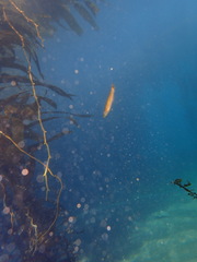 Halichoeres californicus