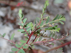 Phyllanthus abnormis abnormis
