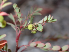 Phyllanthus abnormis abnormis