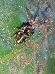 Parnaenus