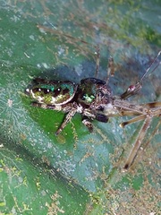 Parnaenus