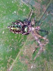Parnaenus