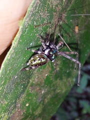 Parnaenus