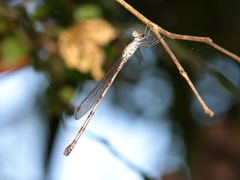 Indolestes tenuissimus