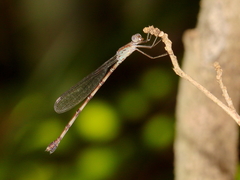 Indolestes tenuissimus
