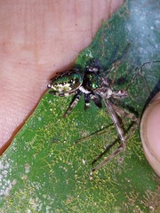 Parnaenus