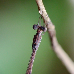Indolestes tenuissimus