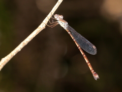 Indolestes tenuissimus