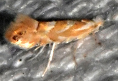 Phyllonorycter argentinotella