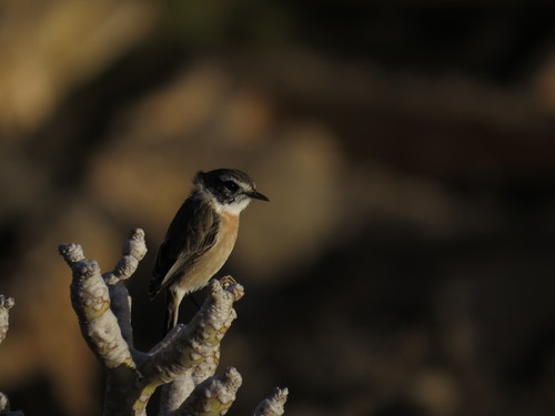 Canary Islands Stonechat