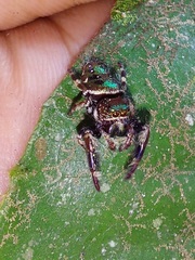 Parnaenus