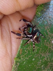 Parnaenus