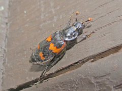 Nicrophorus sayi