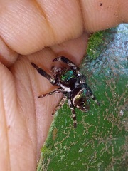 Parnaenus