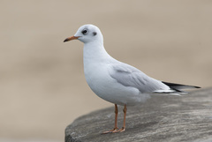 Chroicocephalus ridibundus