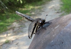 Stilbopteryx walkeri