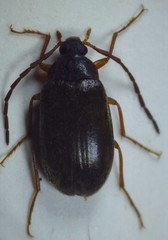 Hymenalia rufipes