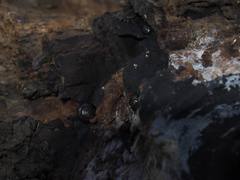 Lepidocyrtus paradoxus