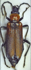 Anogcodes melanurus