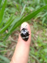 Barytopus gronovii