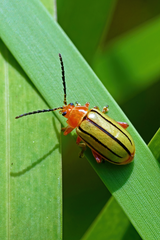 Disonycha quinquelineata