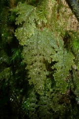 Hymenophyllum frankliniae
