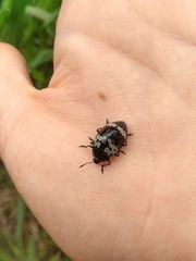 Barytopus gronovii