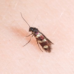 Micropterix aureatella