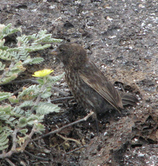 Geospiza acutirostris