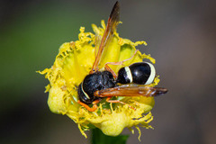 Hypodynerus