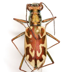Ellipsoptera cuprascens