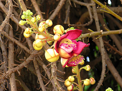 Couroupita guianensis