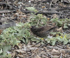 Geospiza acutirostris