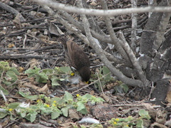 Geospiza acutirostris