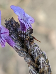 Sphaeniscus filiolus